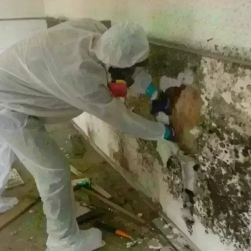 Mold Remediation and Removal in Cambridge, MA